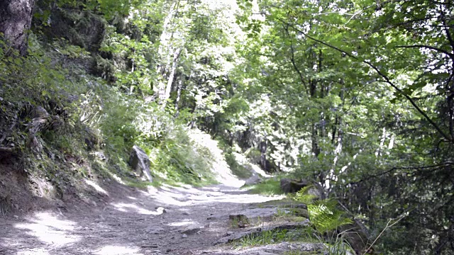 夏天在阿尔卑斯山的树林里徒步旅行的小路视频素材