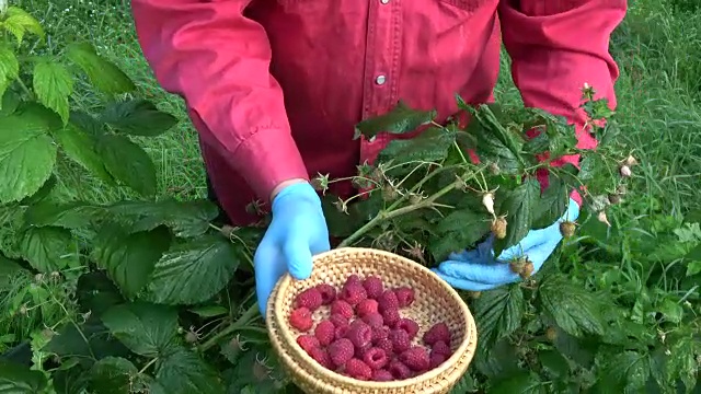 园丁手戴手套在篮子里采摘新鲜的覆盆子视频素材