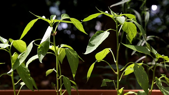 胡椒种植视频下载