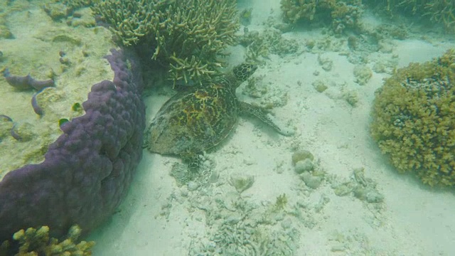 绿海龟坐在苍鹭岛的海床上视频素材