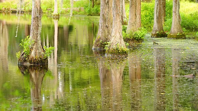 平静的水反映了在沼泽湖的柏树视频素材