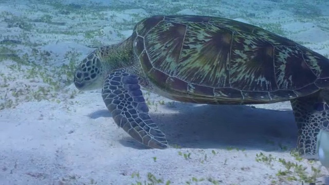 和大绿海龟一起潜水。视频素材