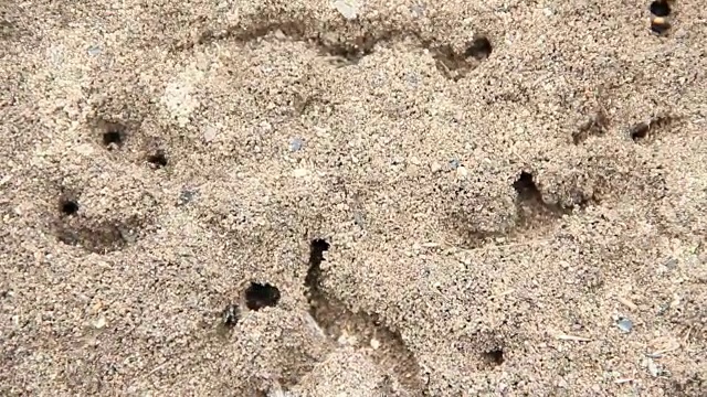 蚂蚁在蚁丘里奔跑。蚂蚁在蚁丘的洞里忙活视频素材