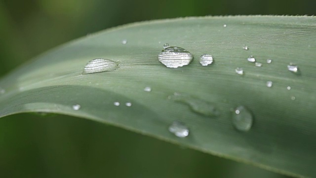 草地上的水滴视频素材