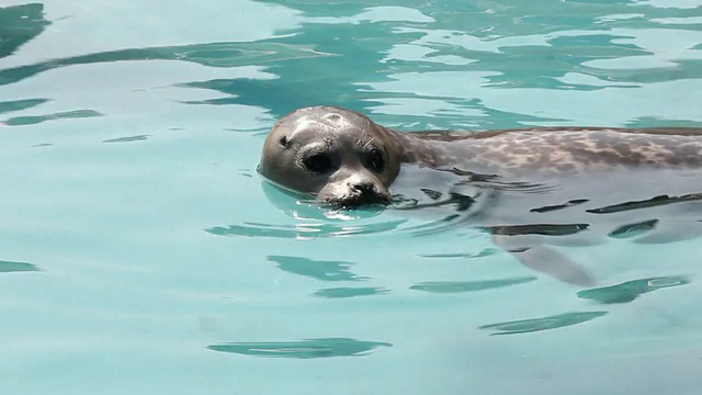 海港海豹(Phoca Vitulina)快乐地漂浮着视频素材