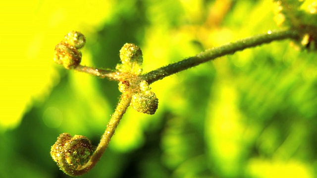 热带雨林中的绿色植物视频素材