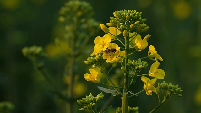 蜜蜂在油菜花周围飞舞视频素材