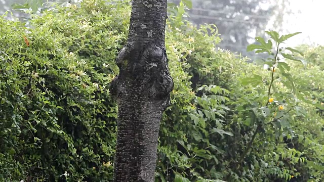 森林里的大雨视频素材