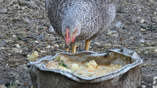 在鸡舍里喂鸡视频下载