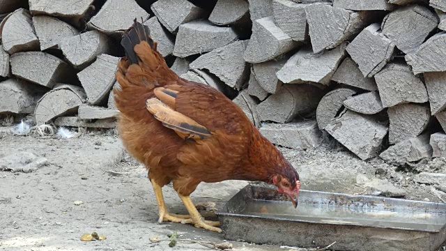 院子里的鸡饮水视频下载