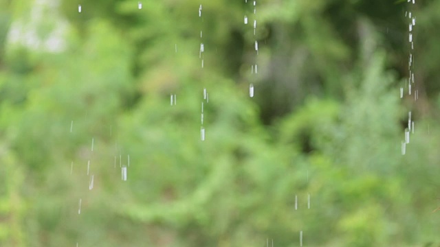 森林中的雨自然的背景视频素材