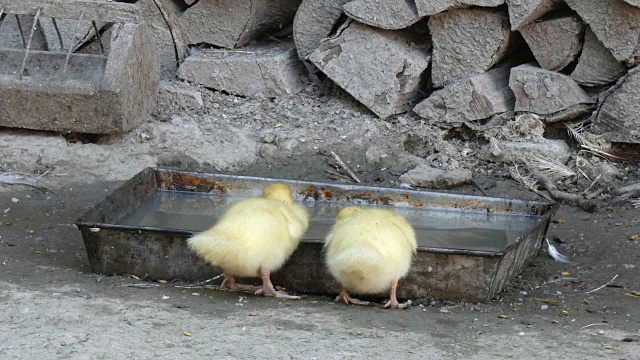 小黄鸭喝水视频下载