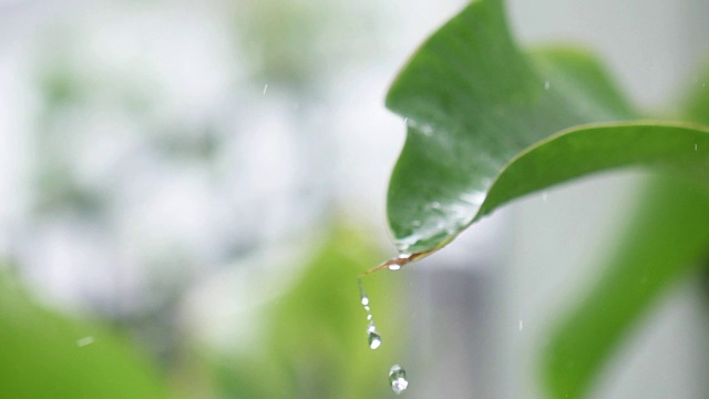 超级慢动作:绿叶上的雨视频素材