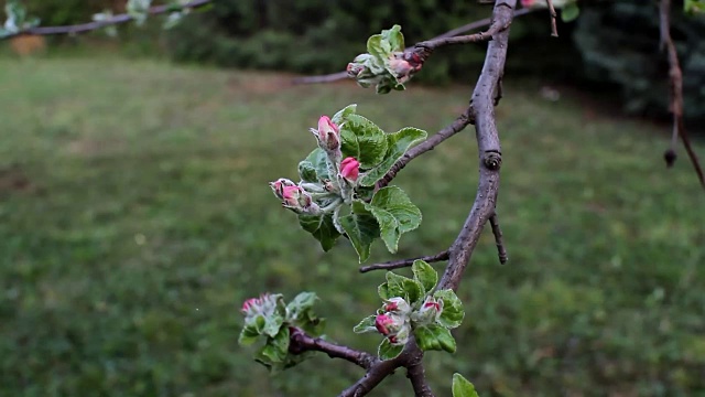 春天苹果树的粉红色花蕾视频素材