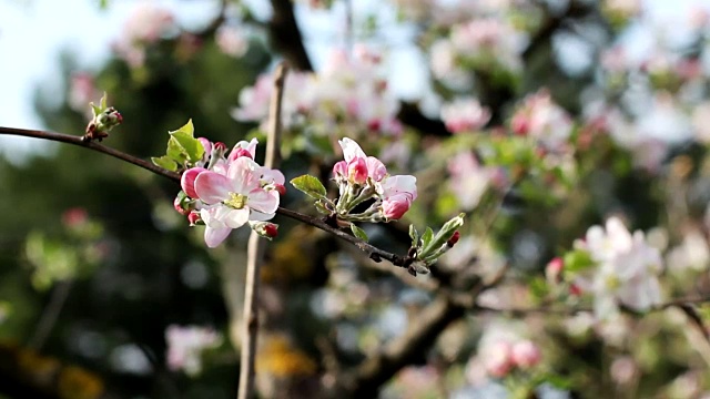 粉红色的花苹果树分枝与芽和花视频素材