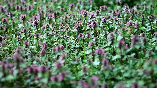 紫色的野花视频素材