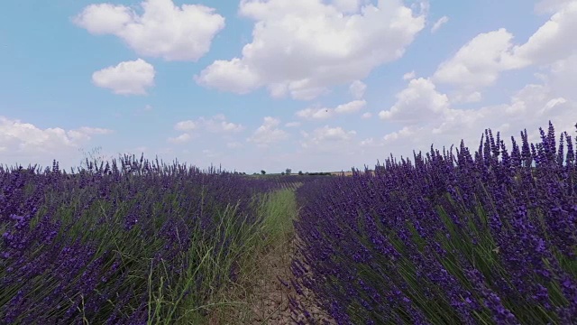 蜜蜂给薰衣草授粉。摄像机慢慢地从左向右转。视频素材