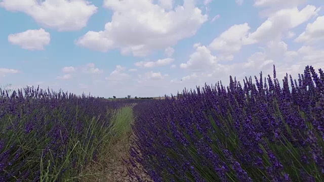 蜜蜂给薰衣草授粉。摄像机慢慢地从左向右转。视频素材