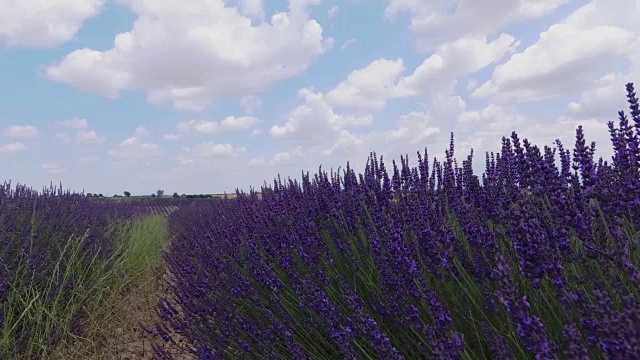 蜜蜂给薰衣草授粉。摄像机慢慢地从左向右转。视频素材