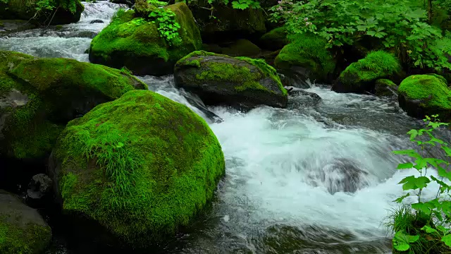 绿林中的小溪——青森市磐濑河视频素材