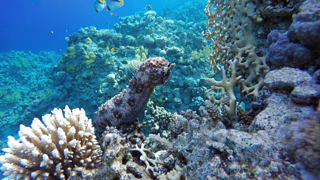 海参，海参，潜水。热带鱼和珊瑚礁。海洋中的水下生物。视频素材