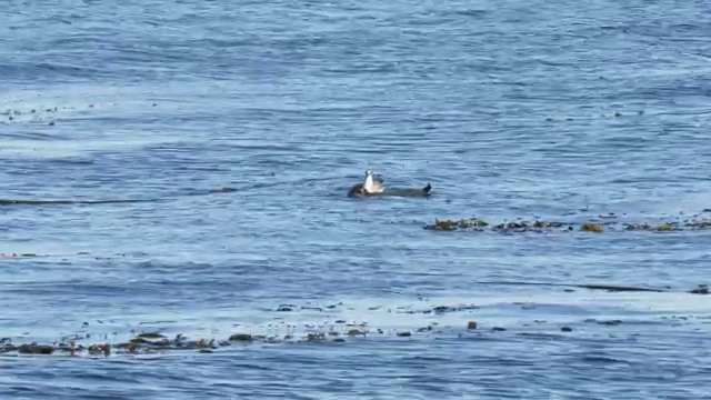 在蒙特利湾，一只海鸥从海獭那里偷螃蟹视频素材