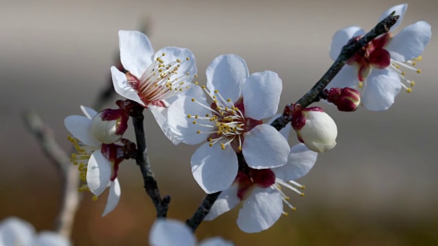 梅花视频素材