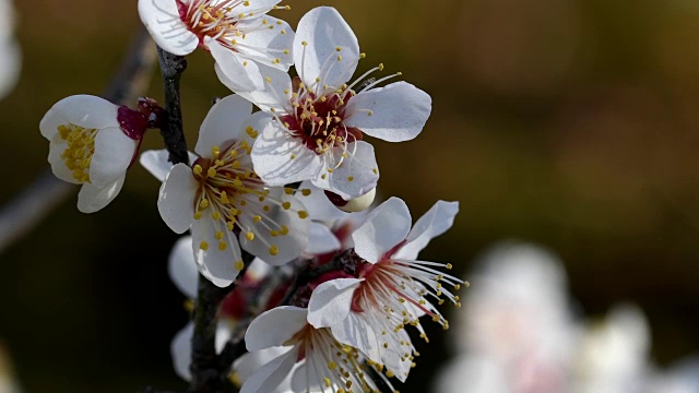 梅花视频素材