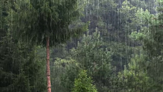 强降雨森林树木视频素材