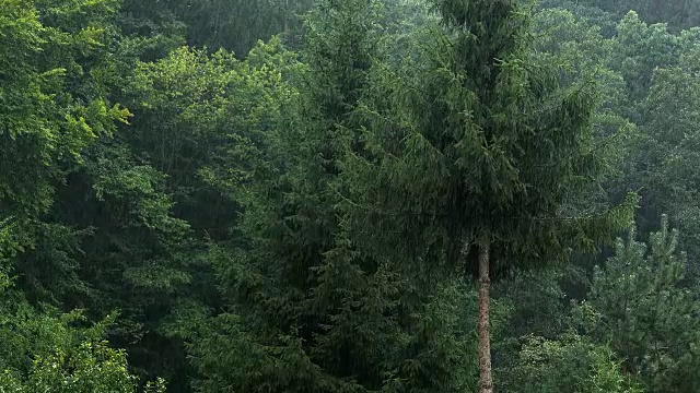 强降雨森林树木视频素材