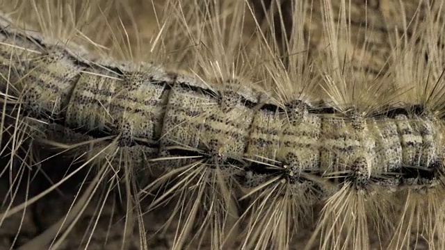 毛毛虫移动缓慢视频素材