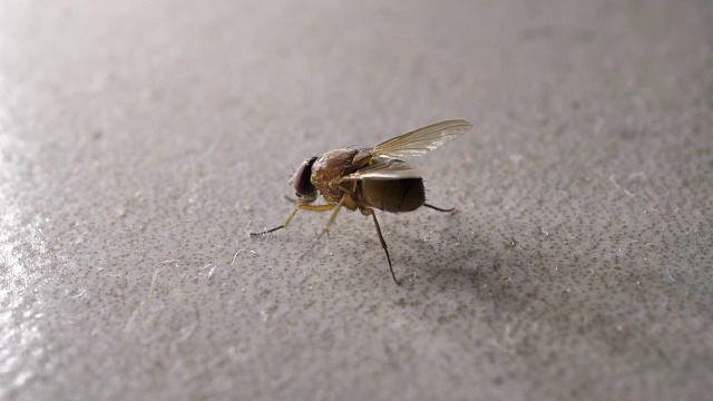 飞移动视频素材