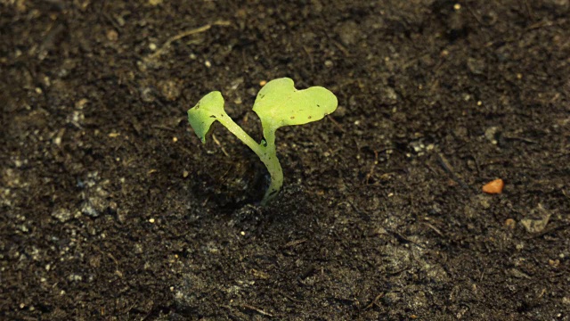 孤独的小绿色植物枯死在地上干燥的土地上视频素材