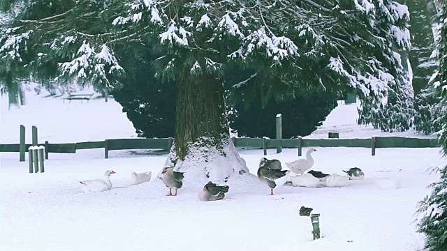 冬季景观自然美景:城市公园大雪后视频素材