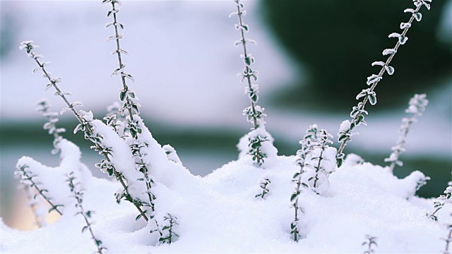 冬季景观自然美:在雪天关闭树枝视频素材