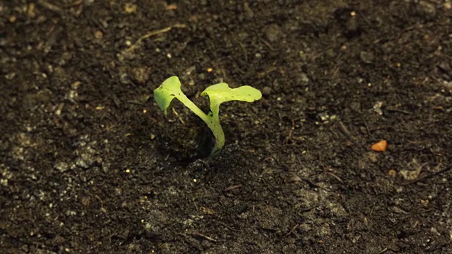 孤独的小绿色植物枯死在地上干燥的土地上视频素材