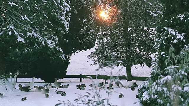 冬季景观自然美景:城市公园大雪后视频素材