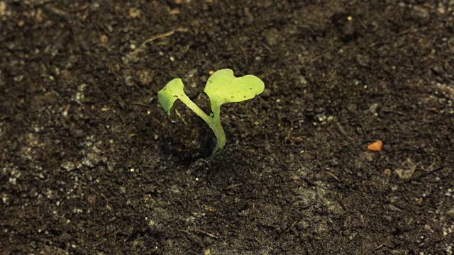 孤独的小绿色植物枯死在地上干燥的土地上视频素材