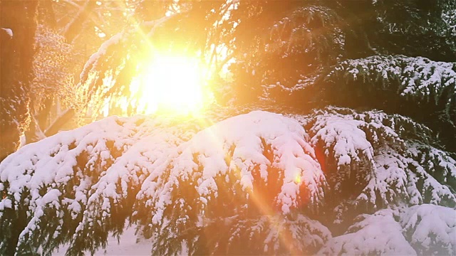 冬季景观自然美景:城市公园大雪后视频素材