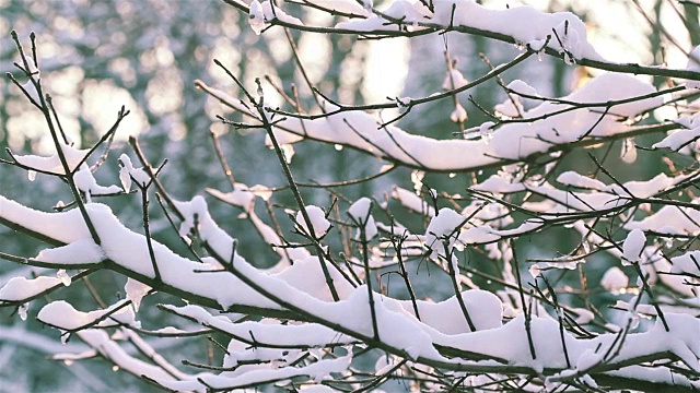 冬季景观自然美:在雪天关闭树枝视频素材