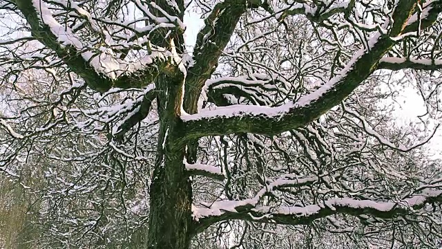 冬季景观自然美景:城市公园大雪后视频素材