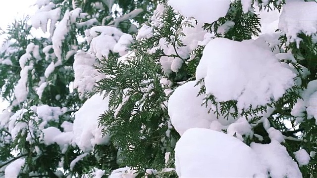 冬季景观自然美景:城市公园大雪后视频素材