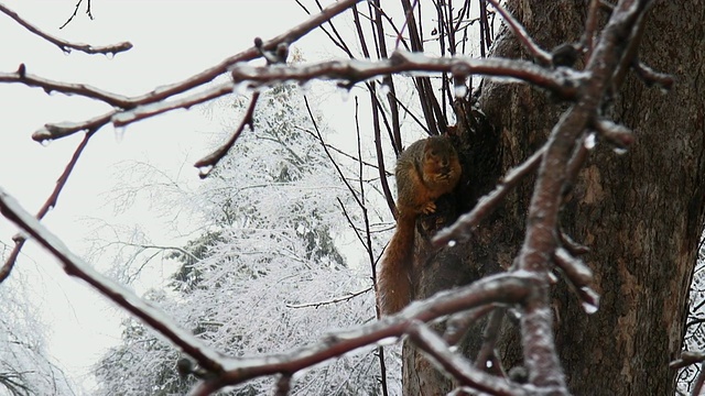 雪地松鼠05视频素材