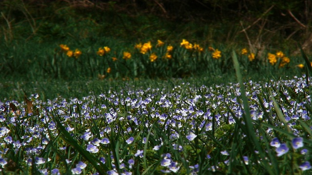 蓝花和蜜蜂视频素材