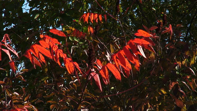 火叶高清视频素材