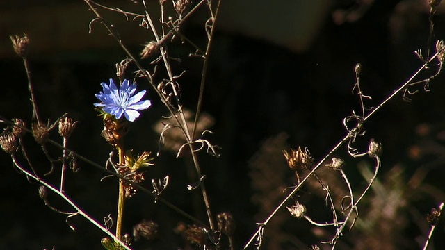 小蓝花视频素材