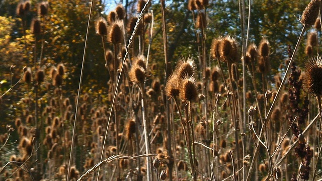 蓟花干视频素材