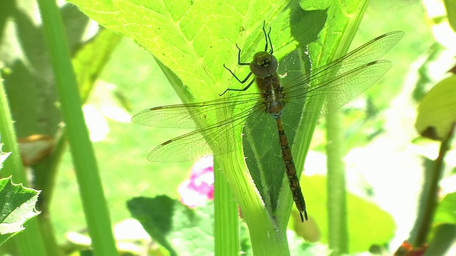 蜻蜓视频素材