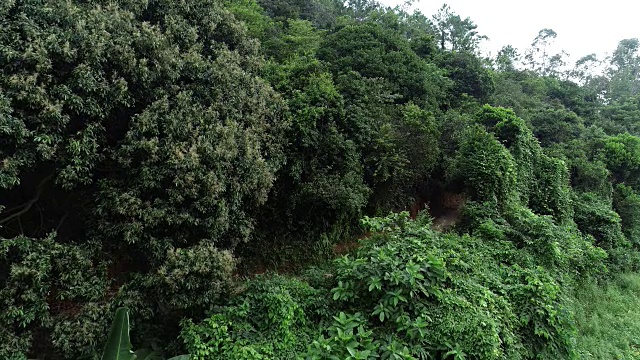 无人机在夏季森林的越野女自行车手视频素材