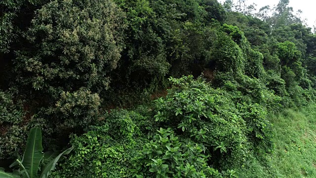 无人机在夏季森林的越野女自行车手视频素材